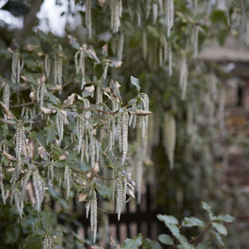 Ideal for the shade: a selection of climbing plants for the garden