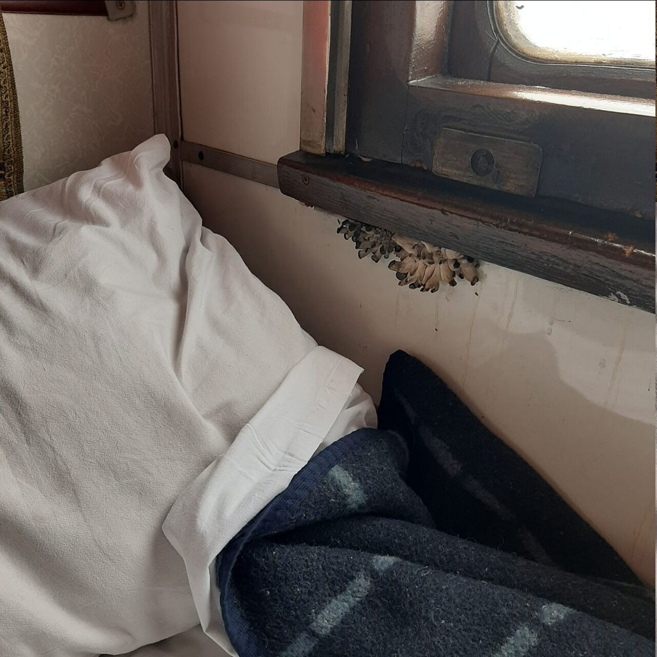 ''A travel bonus?'' Photos of mushrooms that grew right on the UR train stirred up the web. Photo