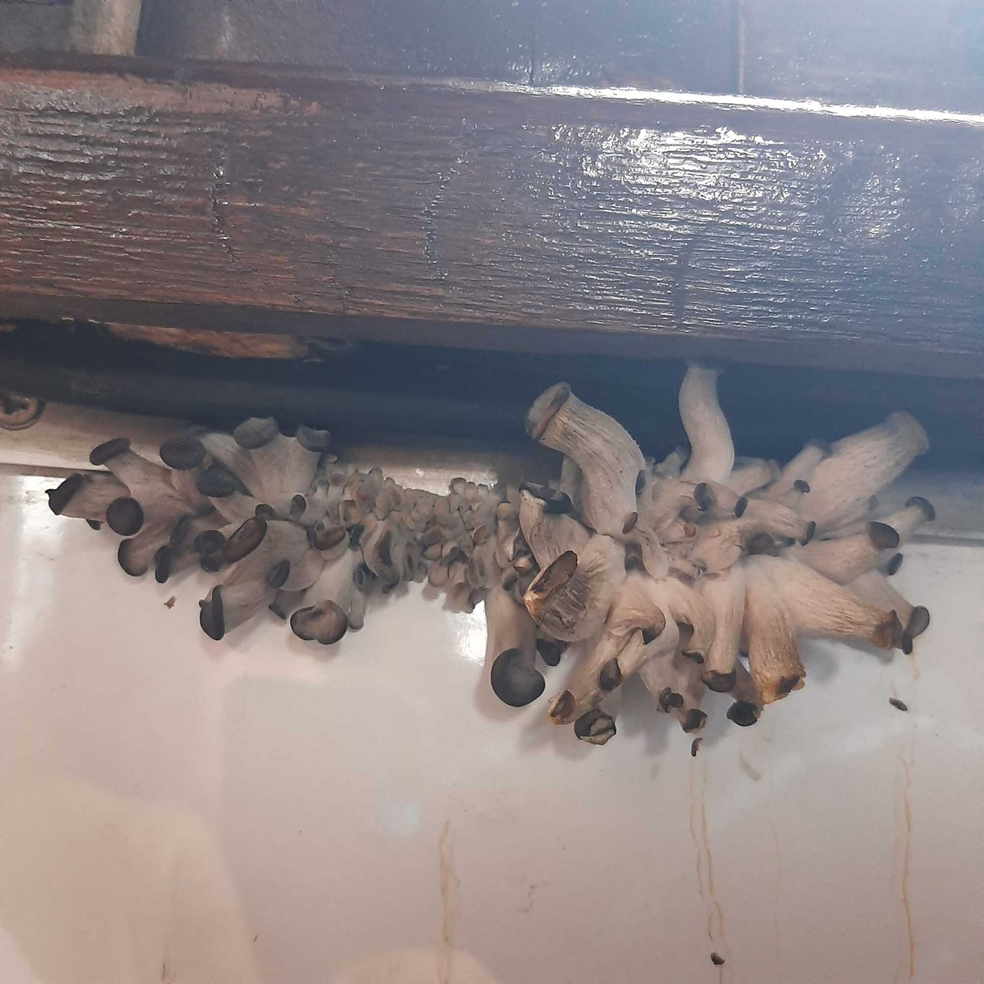 ''A travel bonus?'' Photos of mushrooms that grew right on the UR train stirred up the web. Photo