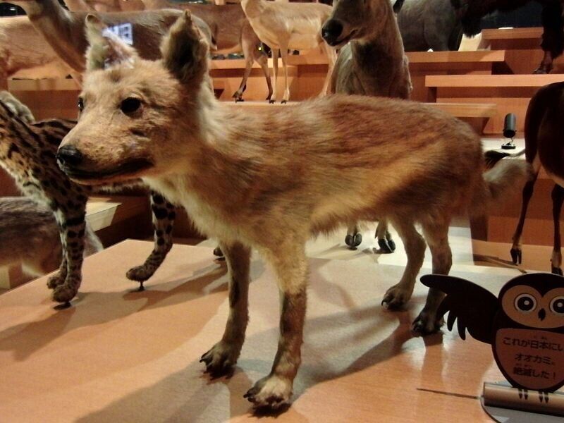 The ancestor of modern dogs was the Japanese wolf (Canis lupus hodophilax).