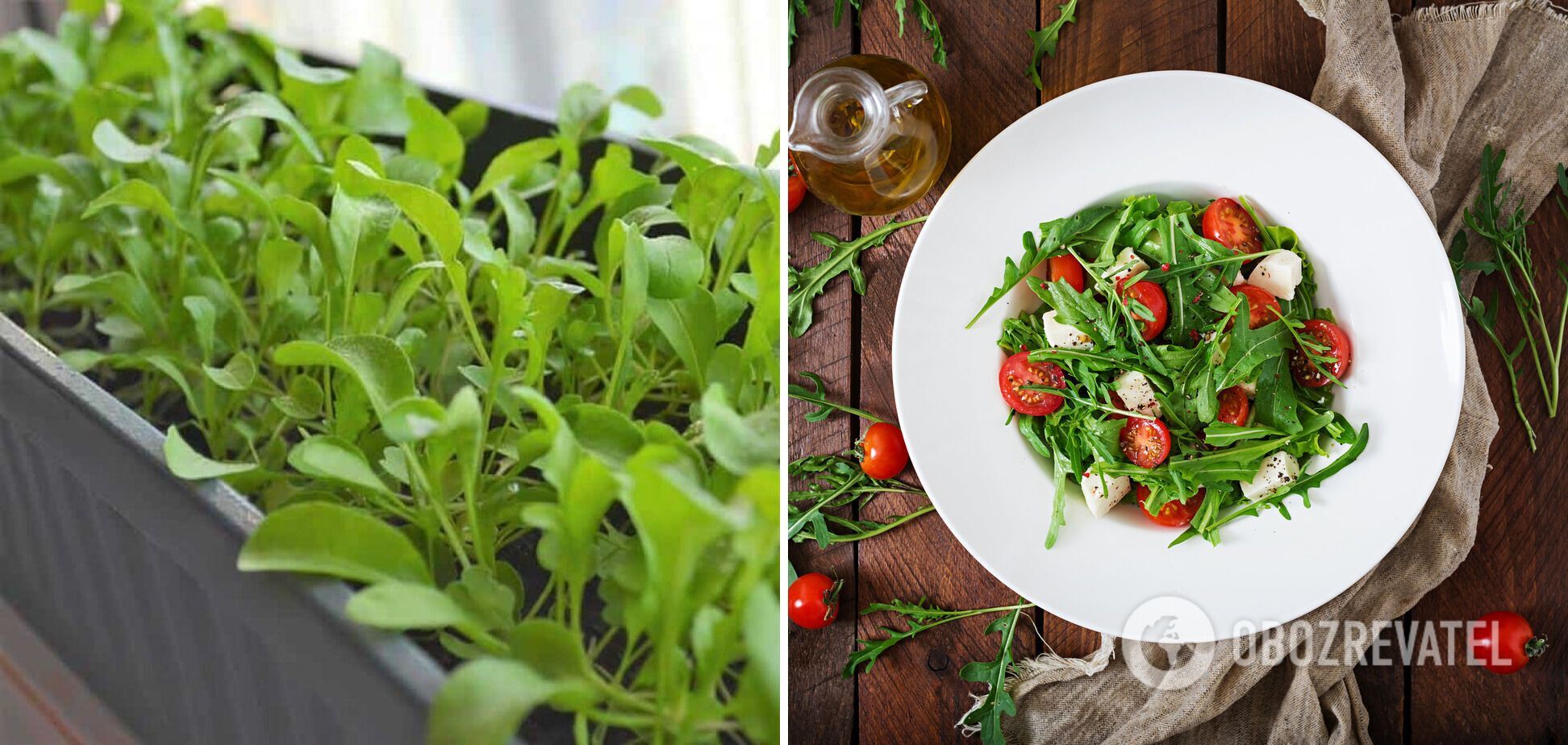 Arugula is ideal for salads