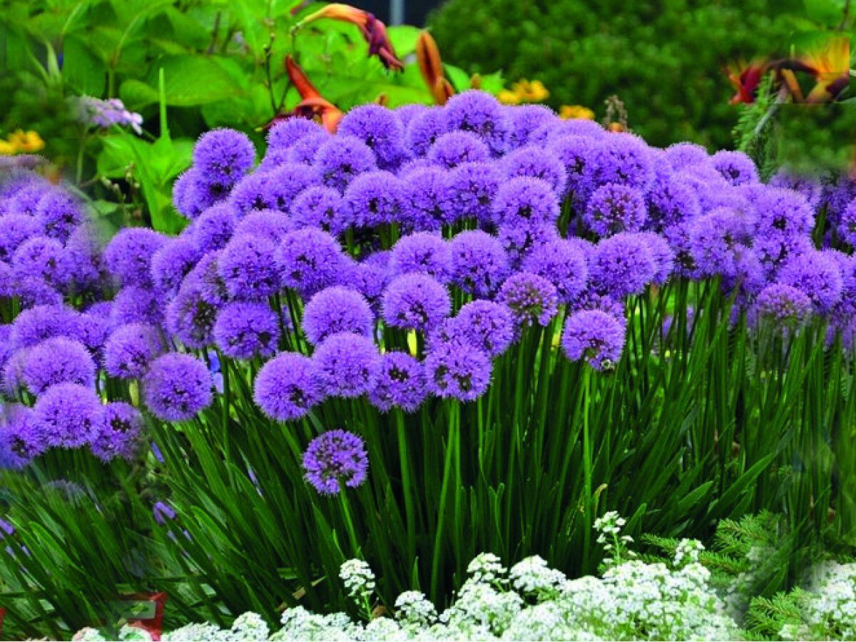 What flowers to plant now to get gorgeous beds in the spring