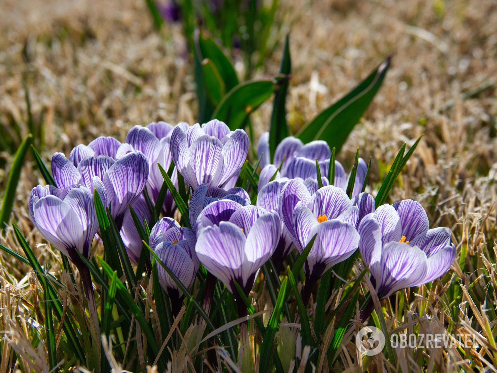 What flowers to plant now to get gorgeous beds in the spring