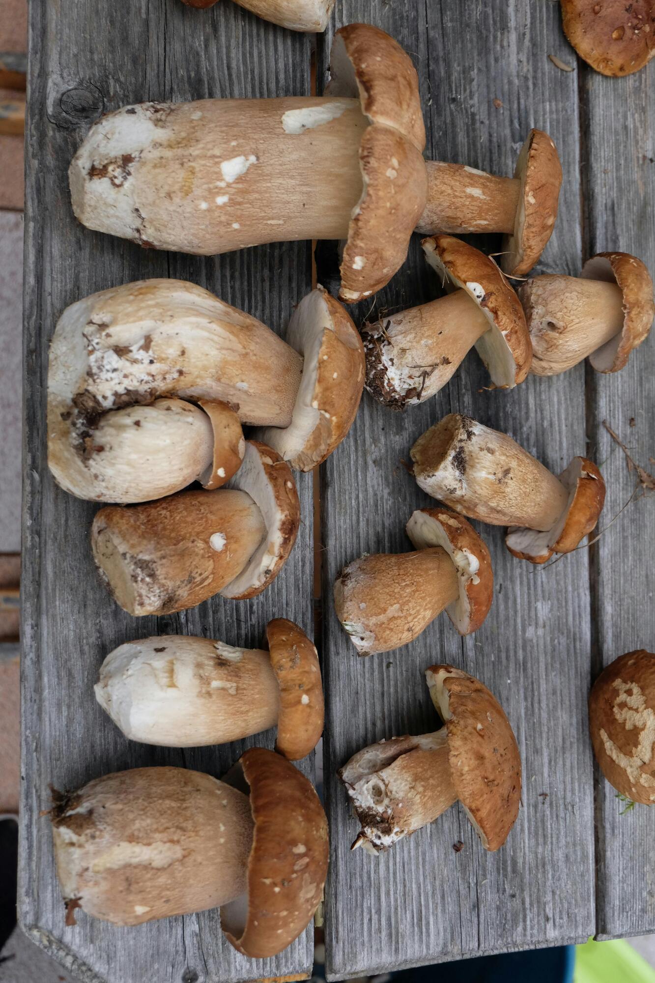 Delicious porcini mushrooms.