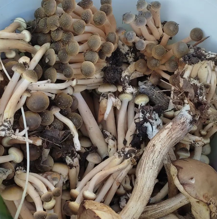 Mushrooms for the winter: how to deliciously close wild mushrooms at home