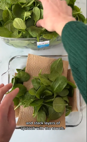 How to store spinach so that it does not wilt for a month: a simple technique