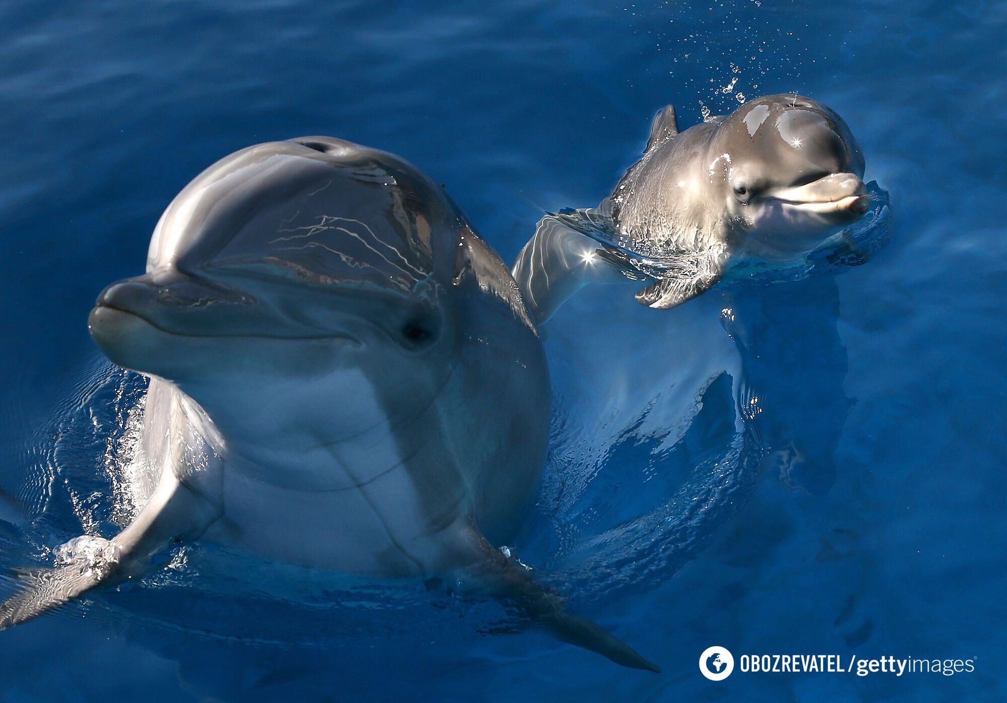 Do dolphins really smile and why an open mouth is not always a sign of a good mood