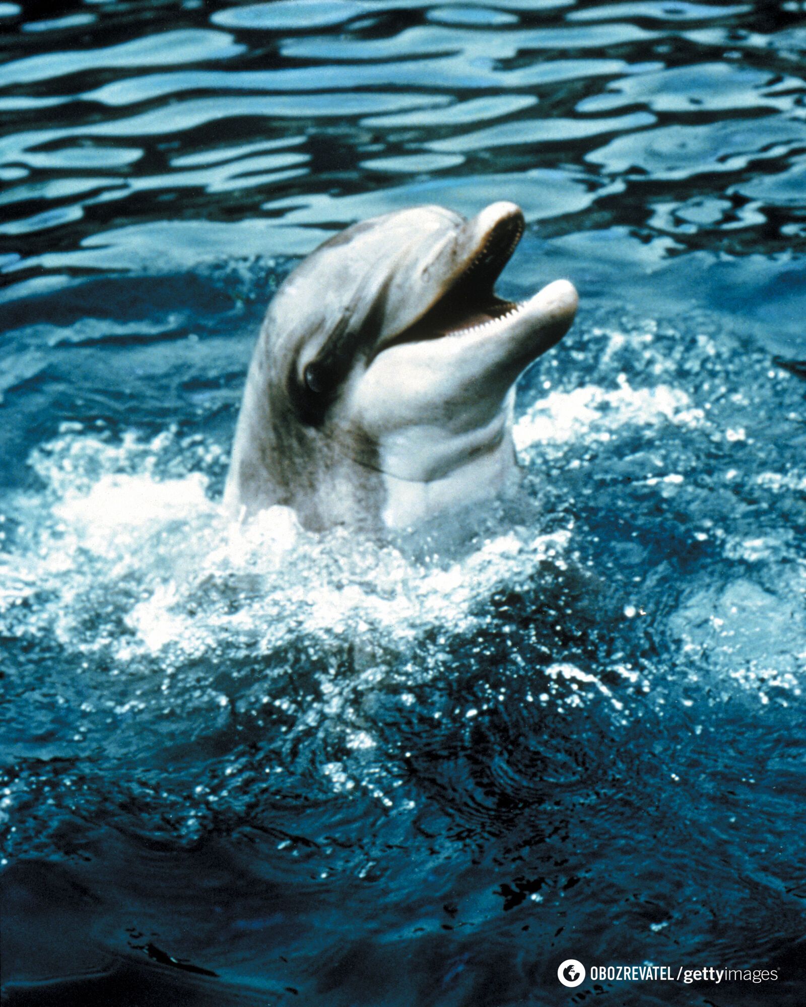 Do dolphins really smile and why an open mouth is not always a sign of a good mood