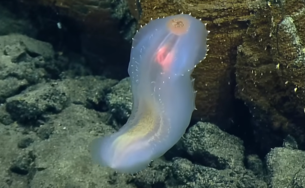 Creatures unknown to science have been discovered in the Pacific Ocean: among them are a bright red frog and a bat fish. Video