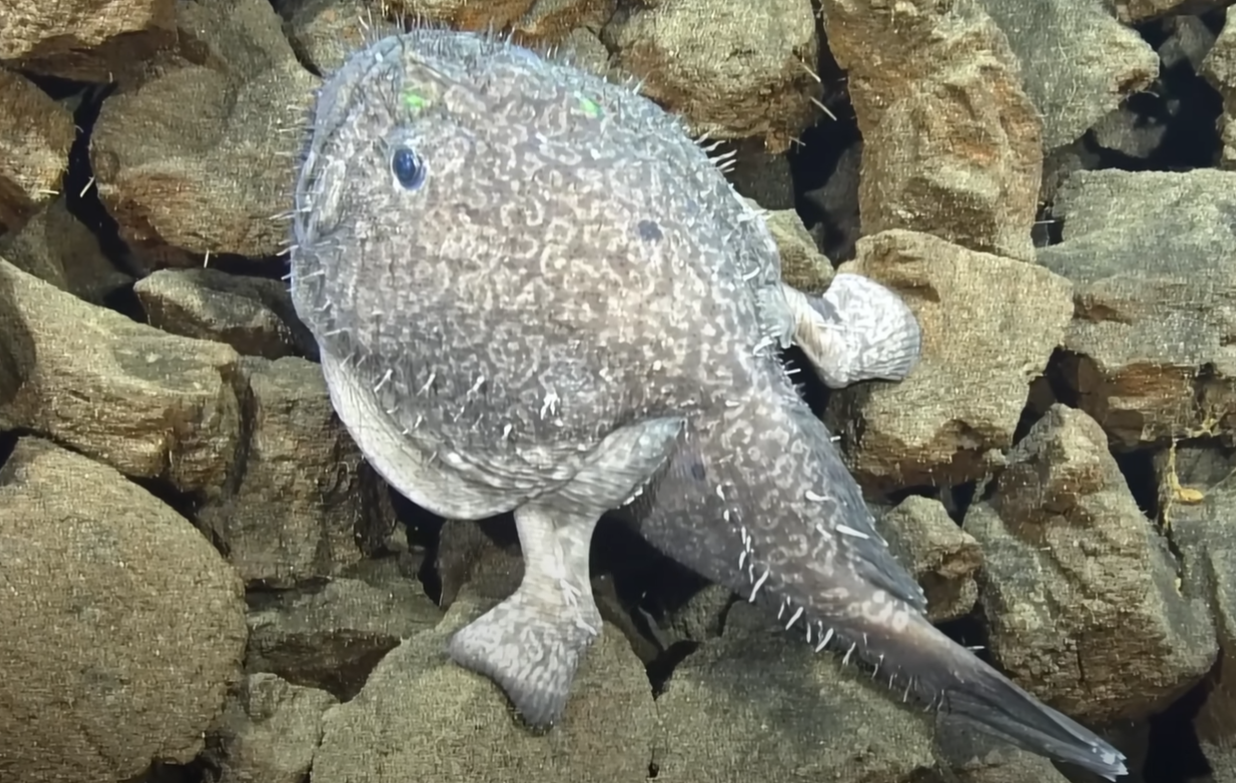 Creatures unknown to science have been discovered in the Pacific Ocean: among them are a bright red frog and a bat fish. Video