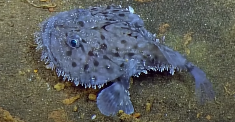 Creatures unknown to science have been discovered in the Pacific Ocean: among them are a bright red frog and a bat fish. Video