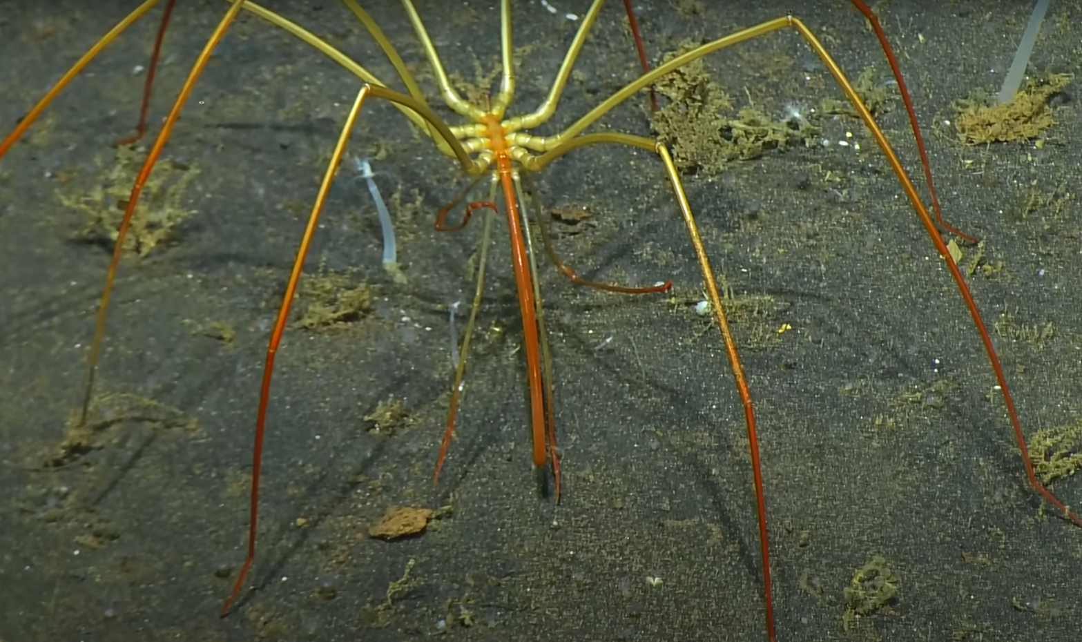 Creatures unknown to science have been discovered in the Pacific Ocean: among them are a bright red frog and a bat fish. Video