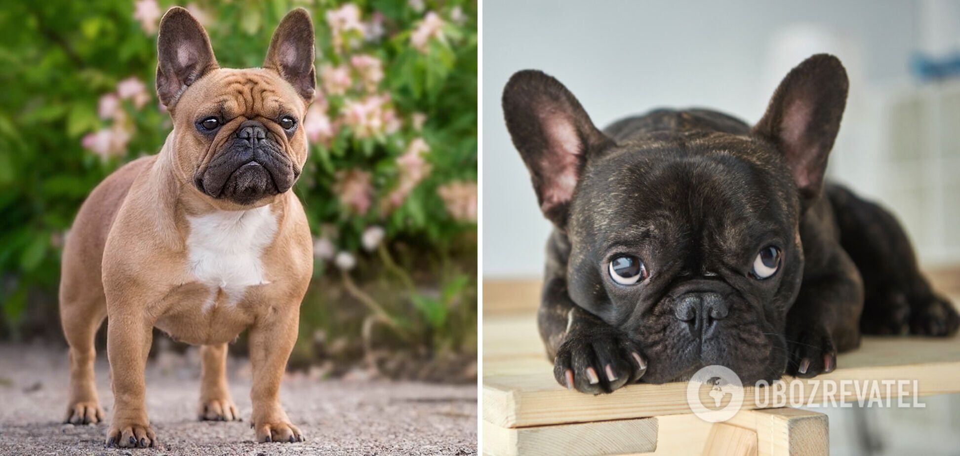 French bulldog originates from the UK.