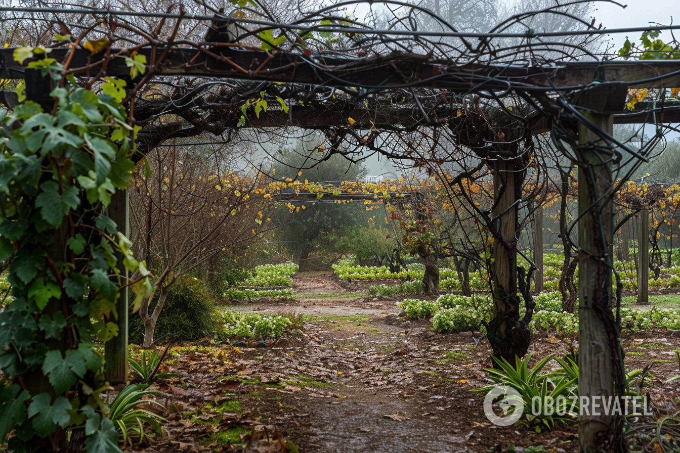 How to protect grapes from the winter cold: instructions for beginners