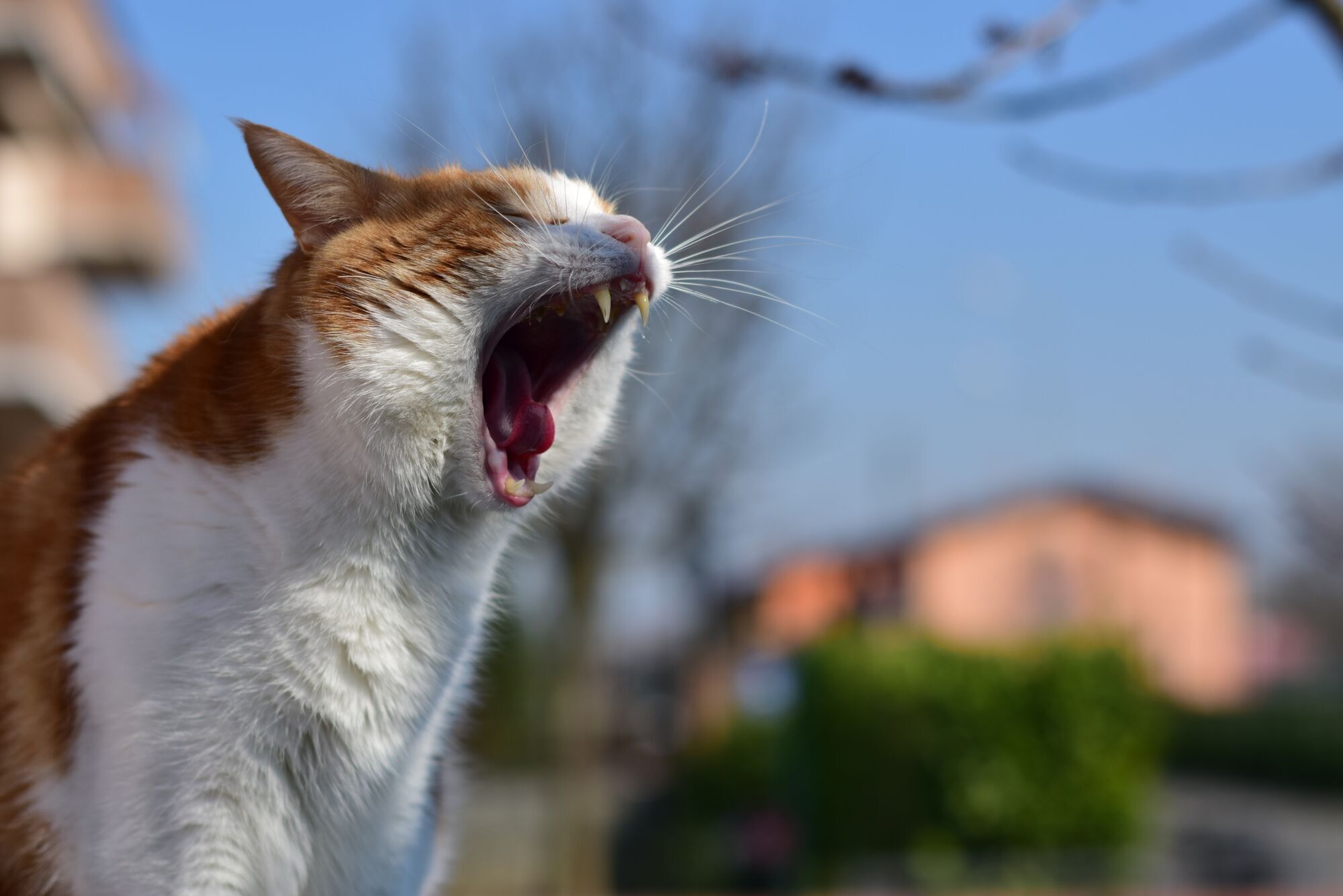 Why cats ''talk'': learning to understand your feline