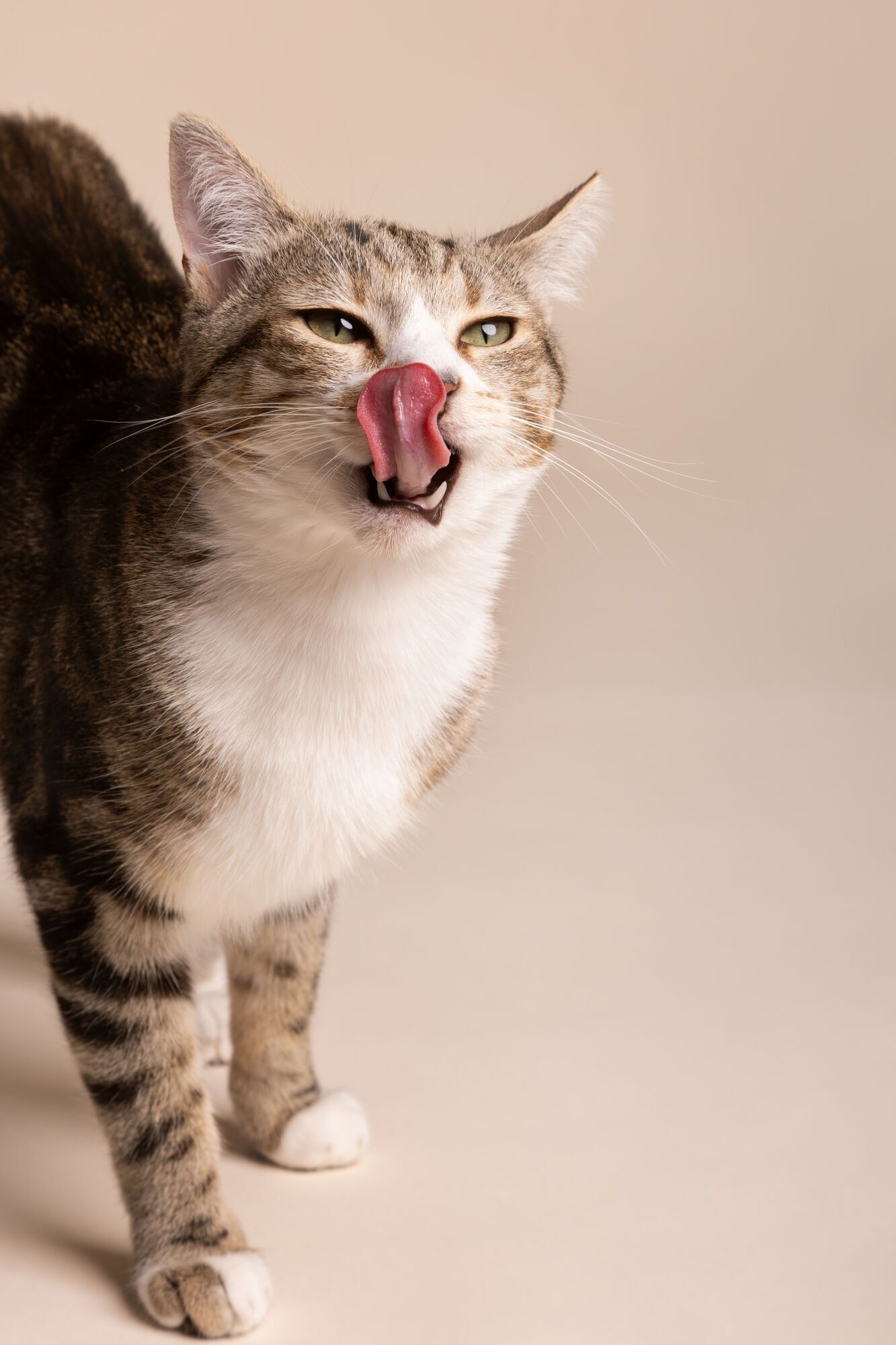 Why cats ''talk'': learning to understand your feline