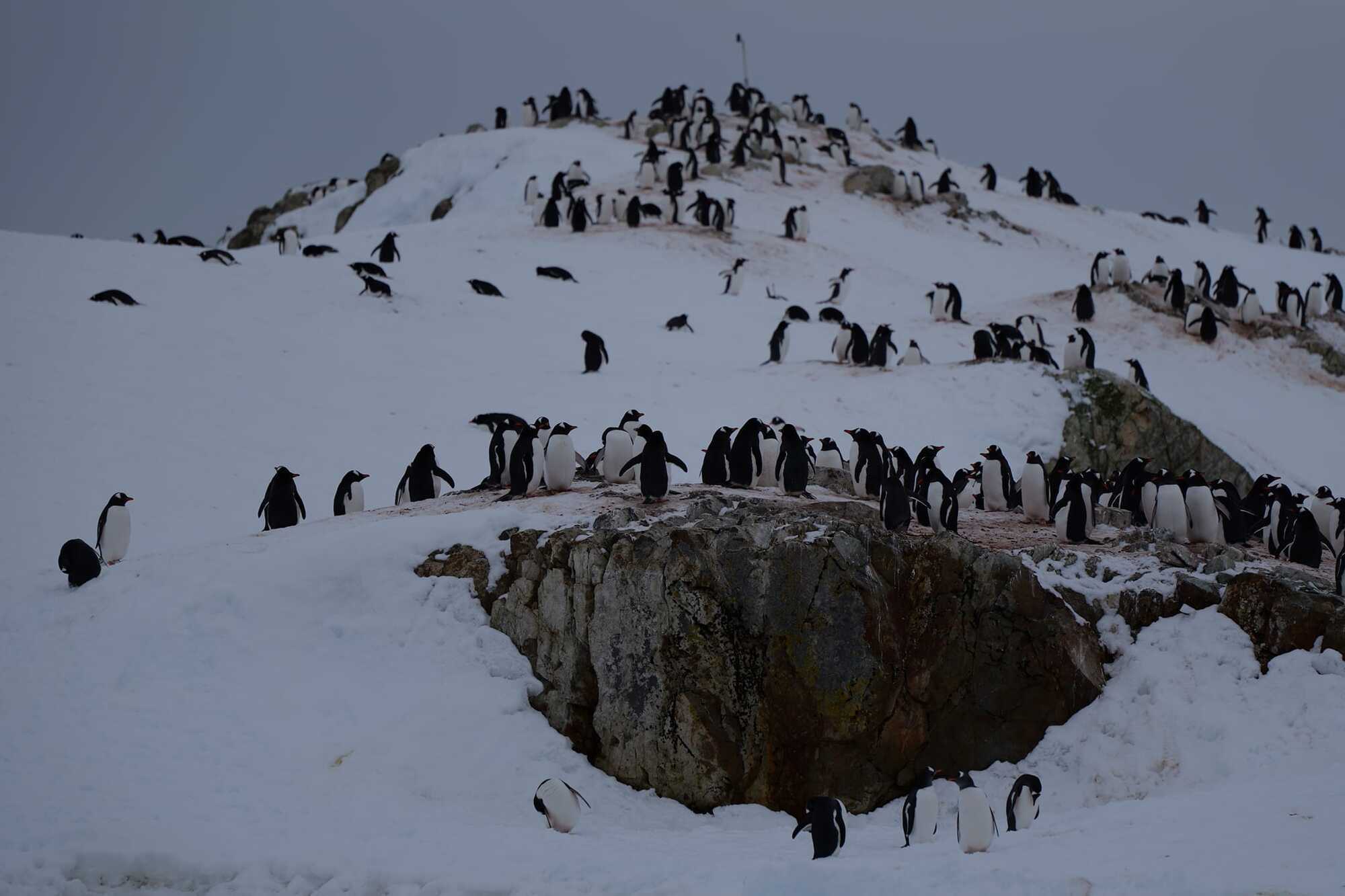 The great return of penguins: almost four thousand birds have occupied the Akademik Vernadsky station. Photo