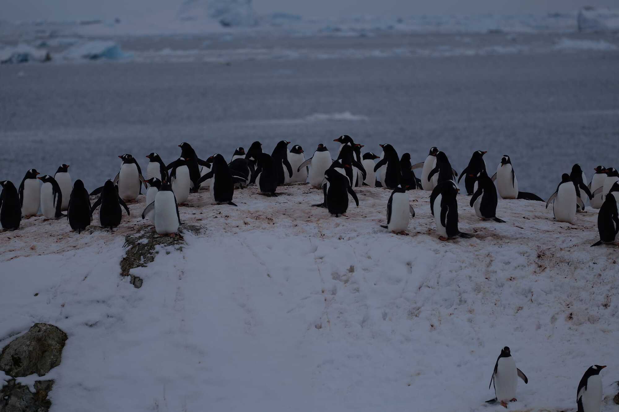 The great return of penguins: almost four thousand birds have occupied the Akademik Vernadsky station. Photo