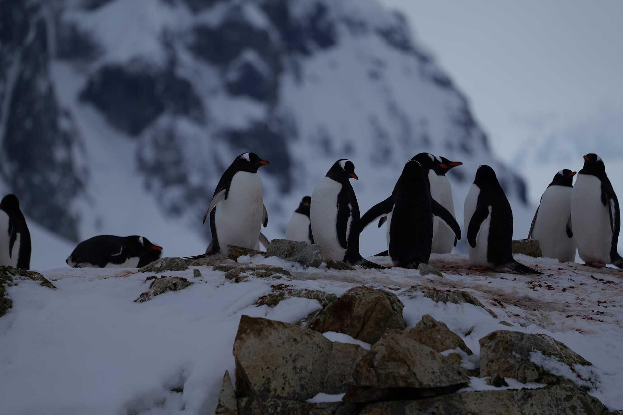 The great return of penguins: almost four thousand birds have occupied the Akademik Vernadsky station. Photo