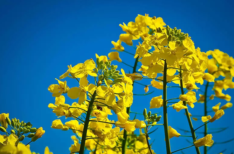 Significantly improve fertility: what green manure to sow in October