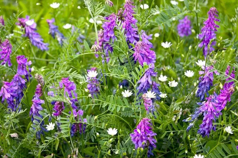 Significantly improve fertility: what green manure to sow in October