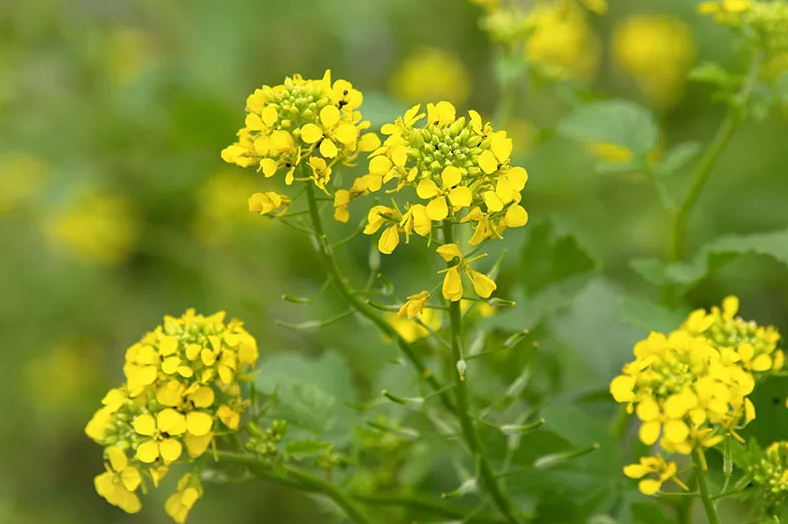 Significantly improve fertility: what green manure to sow in October