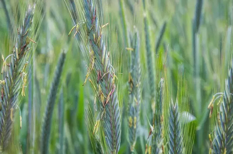 Significantly improve fertility: what green manure to sow in October