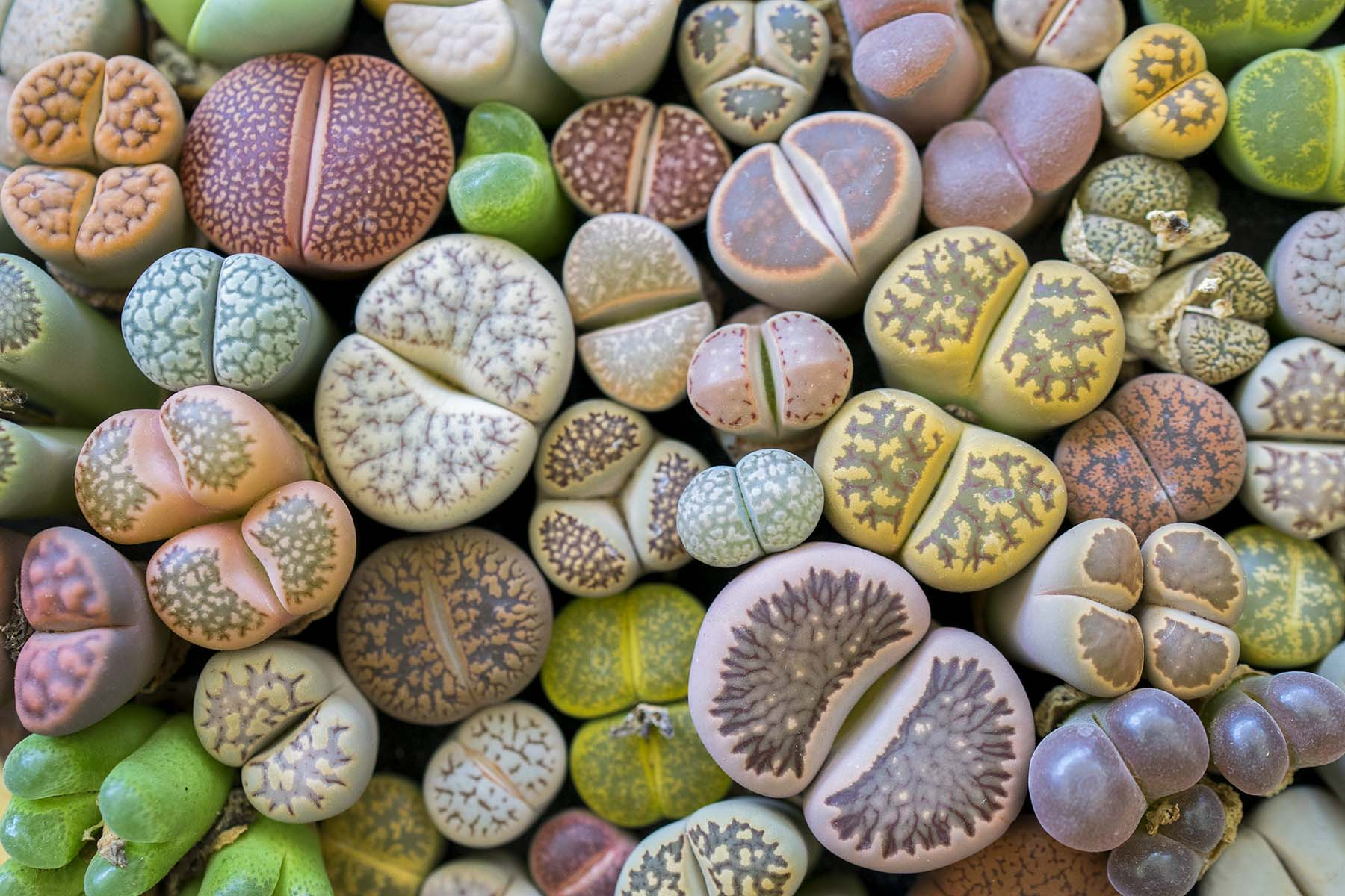 Real wonders of nature: where to go to see unique plants. Photo