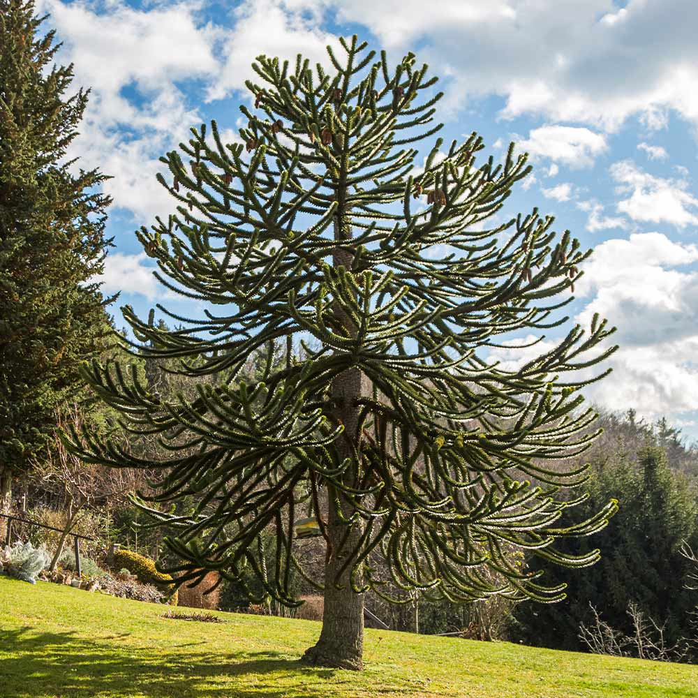 Real wonders of nature: where to go to see unique plants. Photo