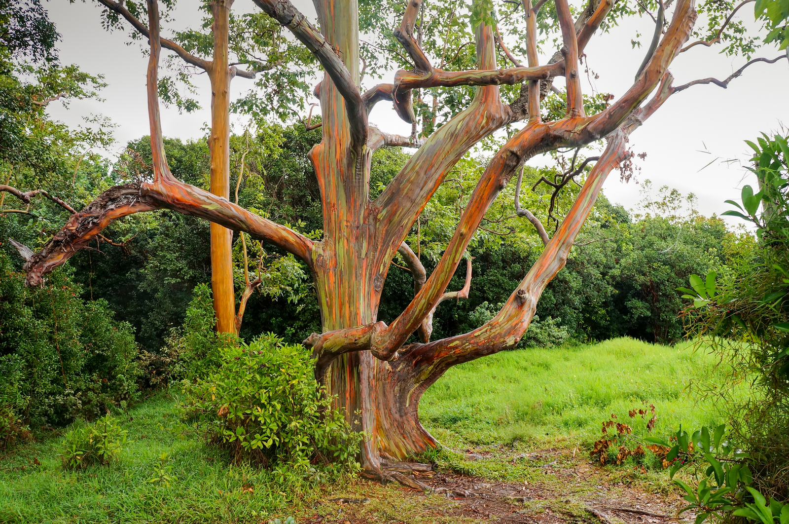 Real wonders of nature: where to go to see unique plants. Photo