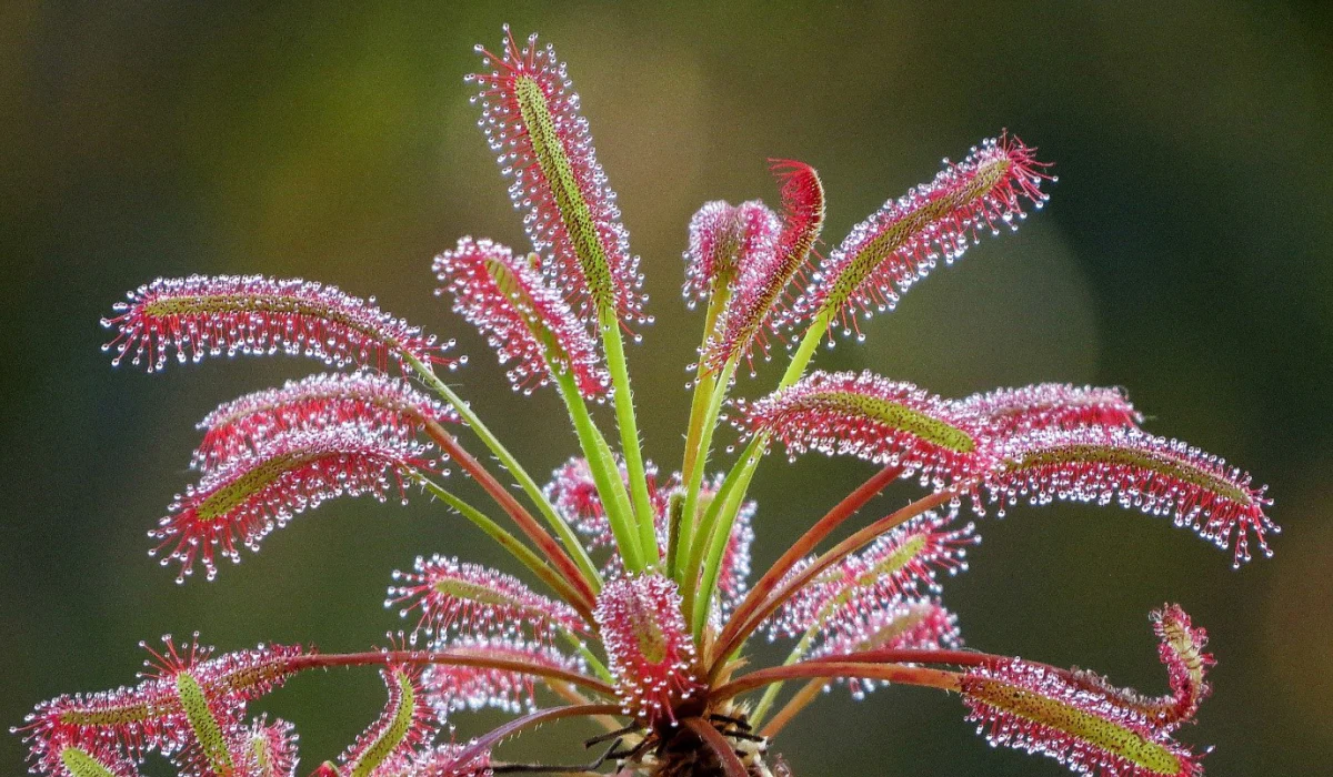 Real wonders of nature: where to go to see unique plants. Photo