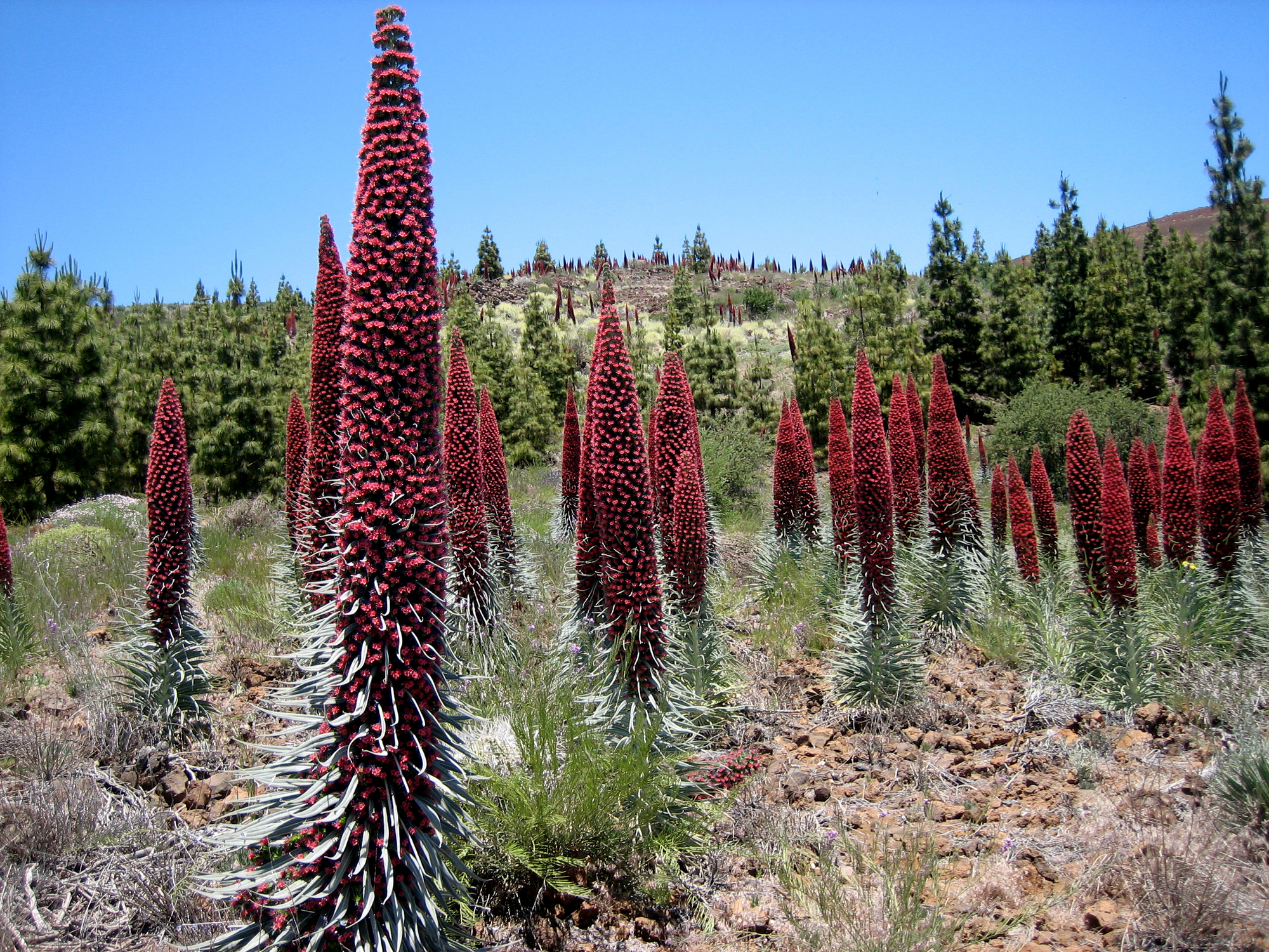 Real wonders of nature: where to go to see unique plants. Photo