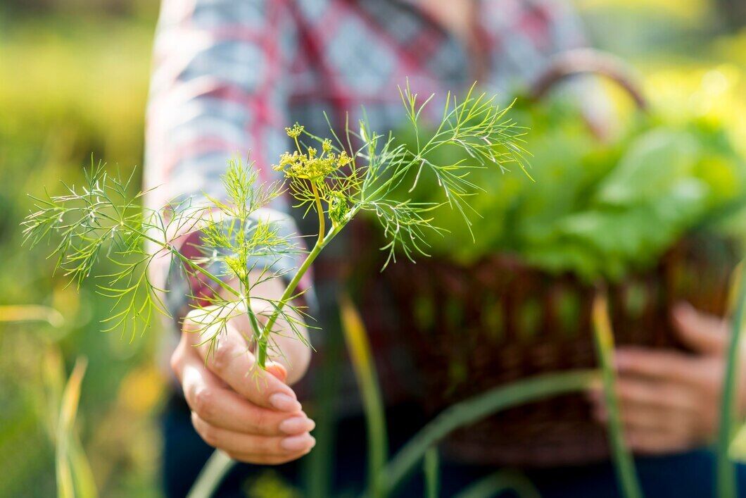 There will be an early harvest: how to plant dill in November