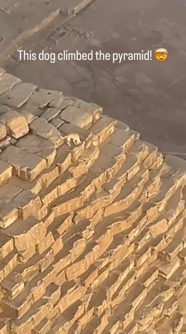 ''Anubis, is that you?'' A dog was spotted barking at birds at the top of the Cheops pyramid. Viral video