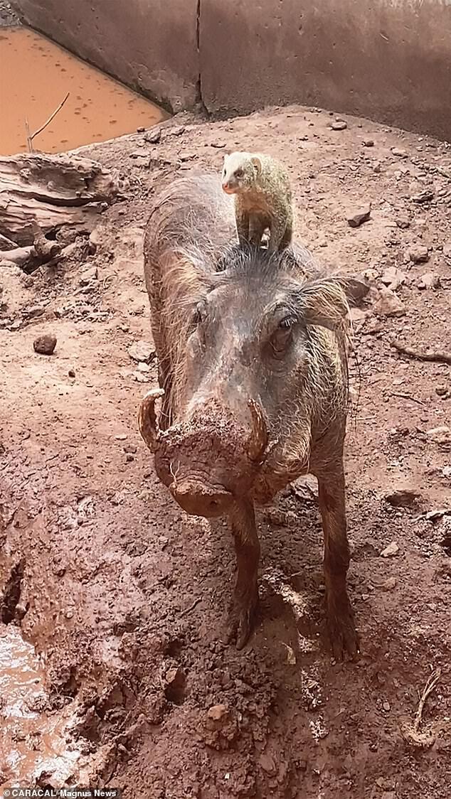 Timon and Pumba are real! The main characters from The Lion King cartoon found in a Namibian reserve: video goes viral