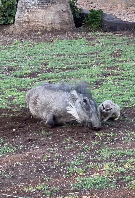 Timon i Pumba są prawdziwi! Główni bohaterowie kreskówki Król Lew znalezieni w rezerwacie w Namibii: wideo staje się wirusowe