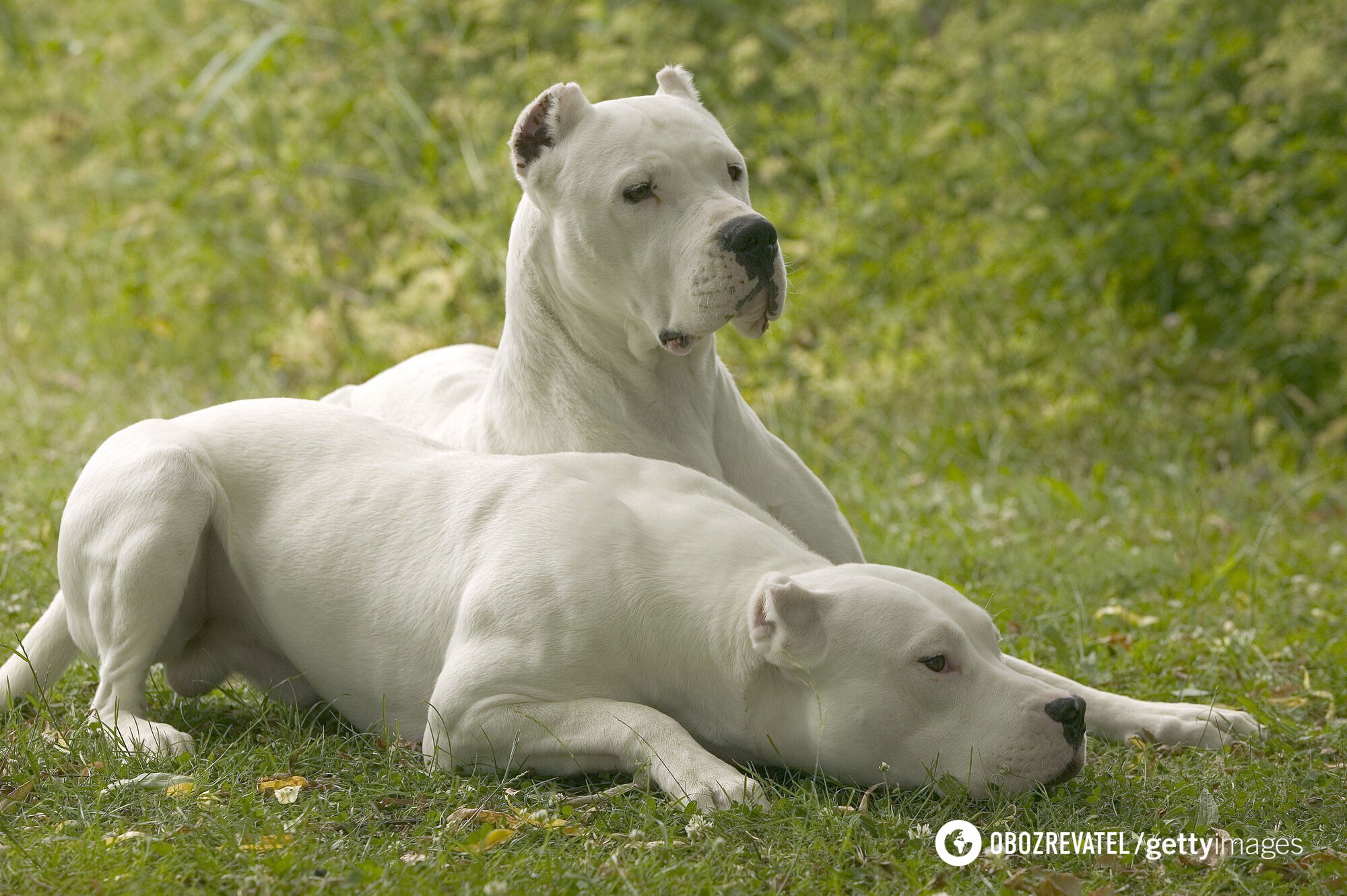 Dog expert names three breeds that do not tolerate children well