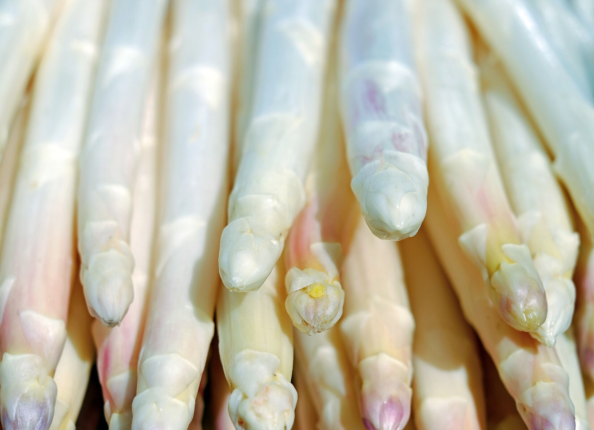 White asparagus