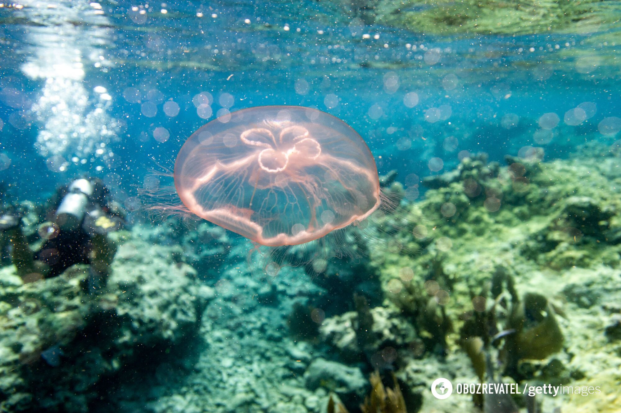 Poisonous sea creatures with painful stings flood popular Thai beach: what tourists should know