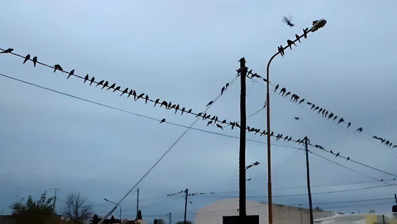 Thousands of parrots gnaw on cables and scare people in Argentina's Hilario Ascasubi: what biologists say