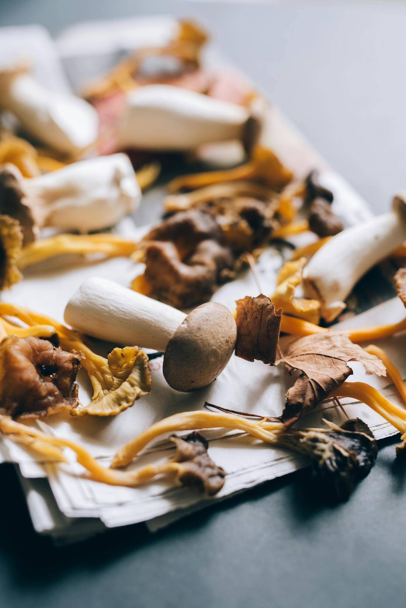 How to dry mushrooms at home: the most common methods