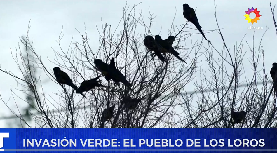 Thousands of parrots gnaw on cables and scare people in Argentina's Hilario Ascasubi: what biologists say