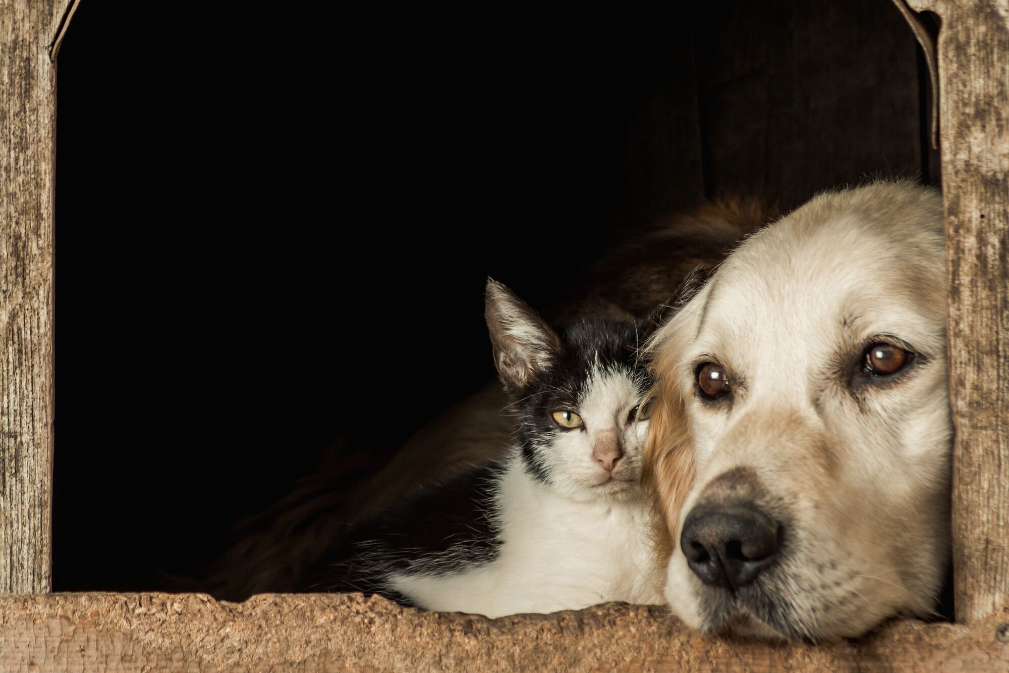 How to introduce cats and dogs to each other so they don't fight