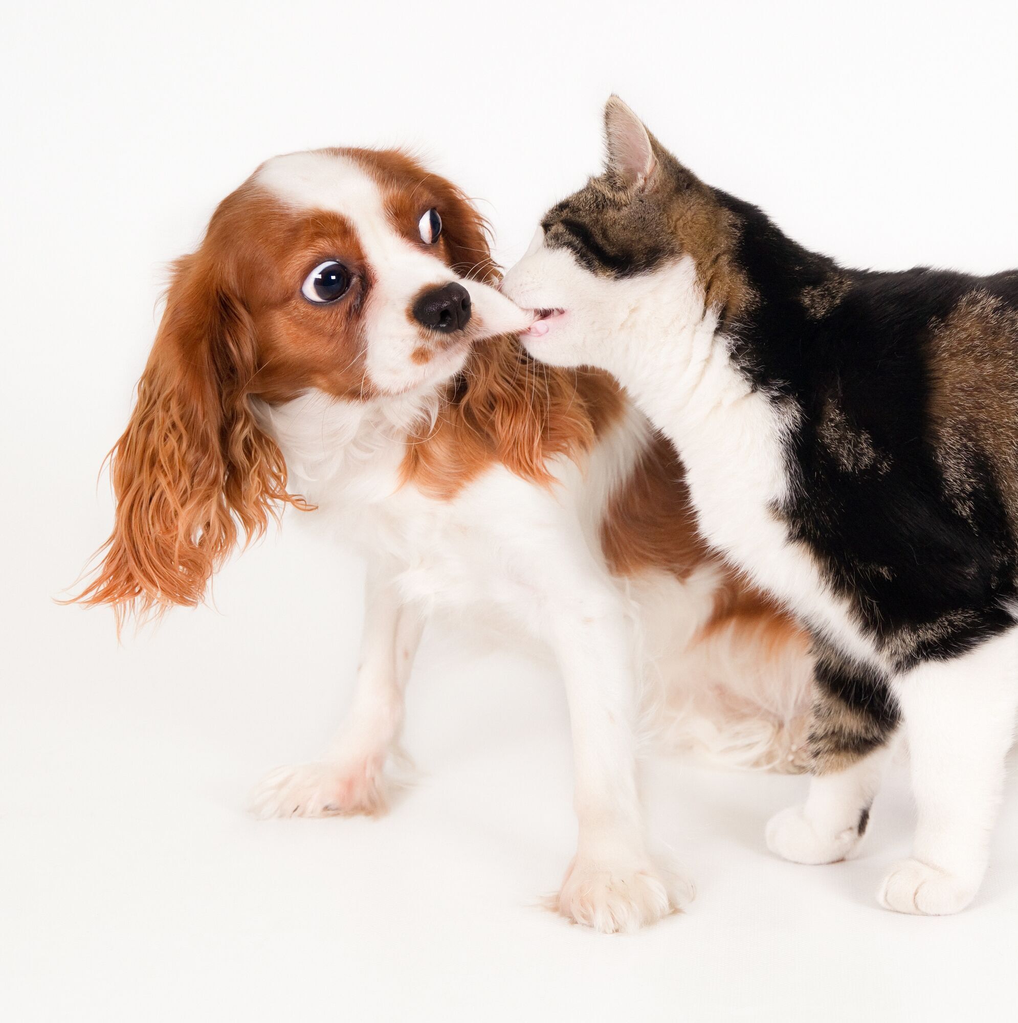 How to introduce cats and dogs to each other so they don't fight