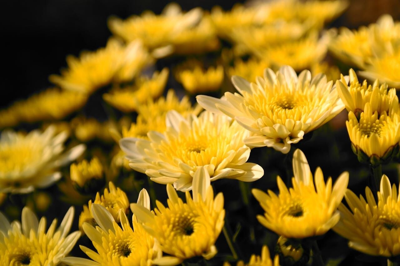 How to prepare chrysanthemums for winter