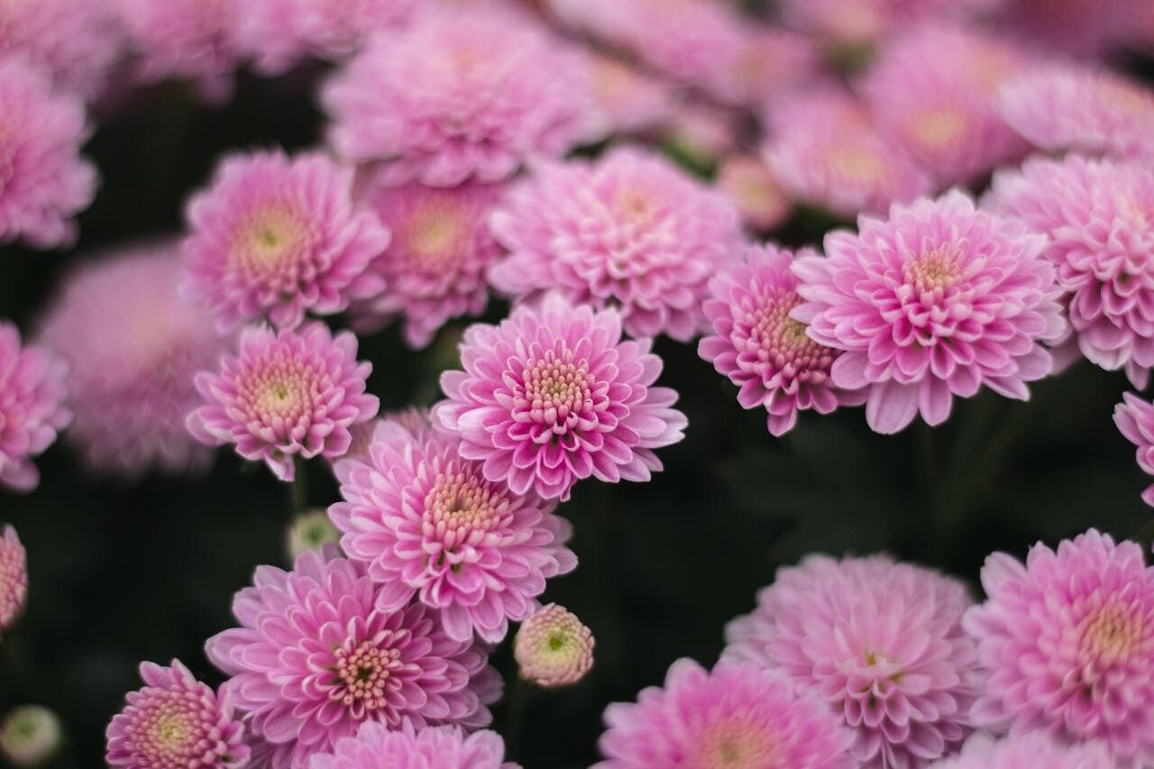 How to prepare chrysanthemums for winter