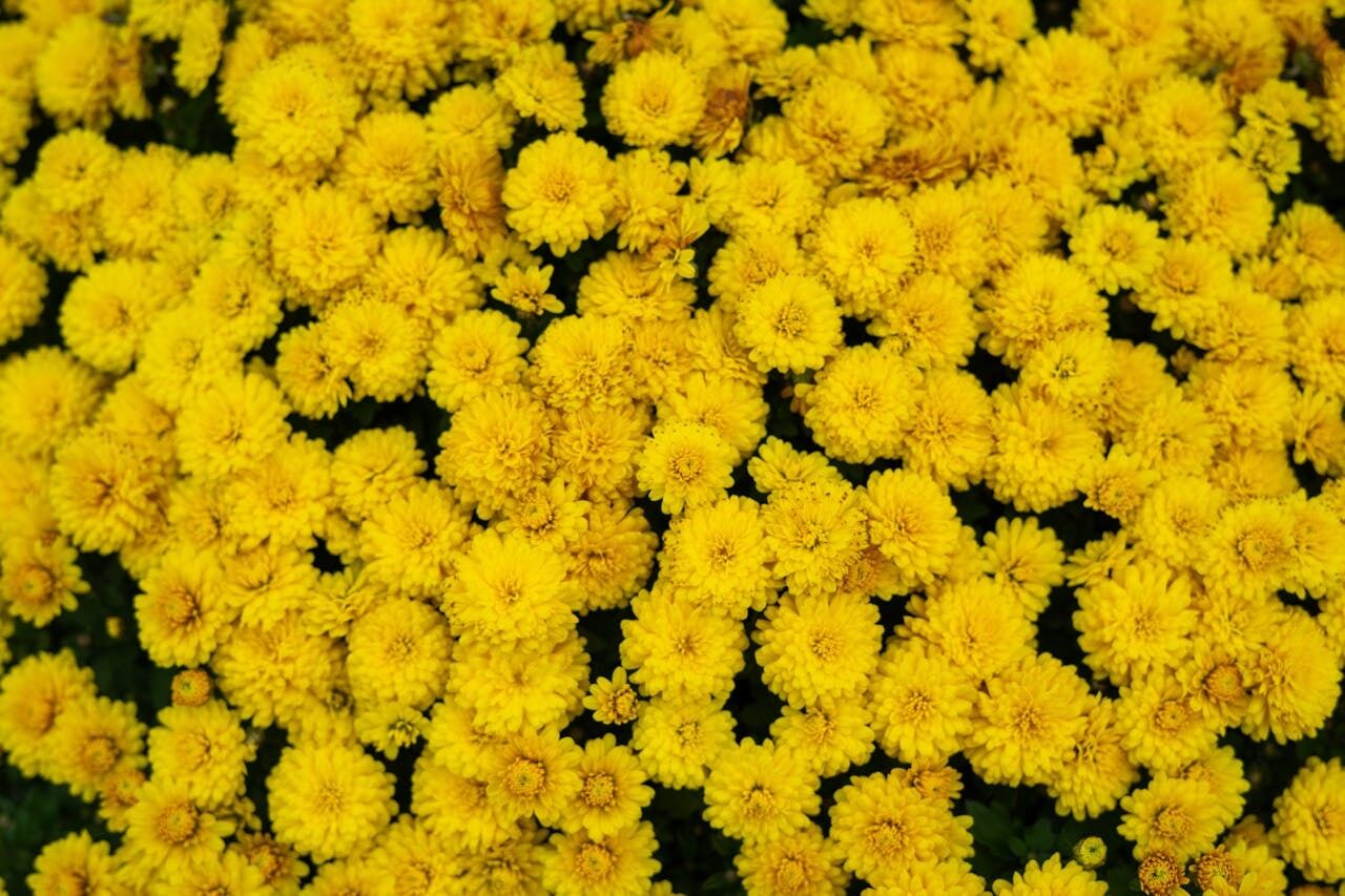 How to prepare chrysanthemums for winter