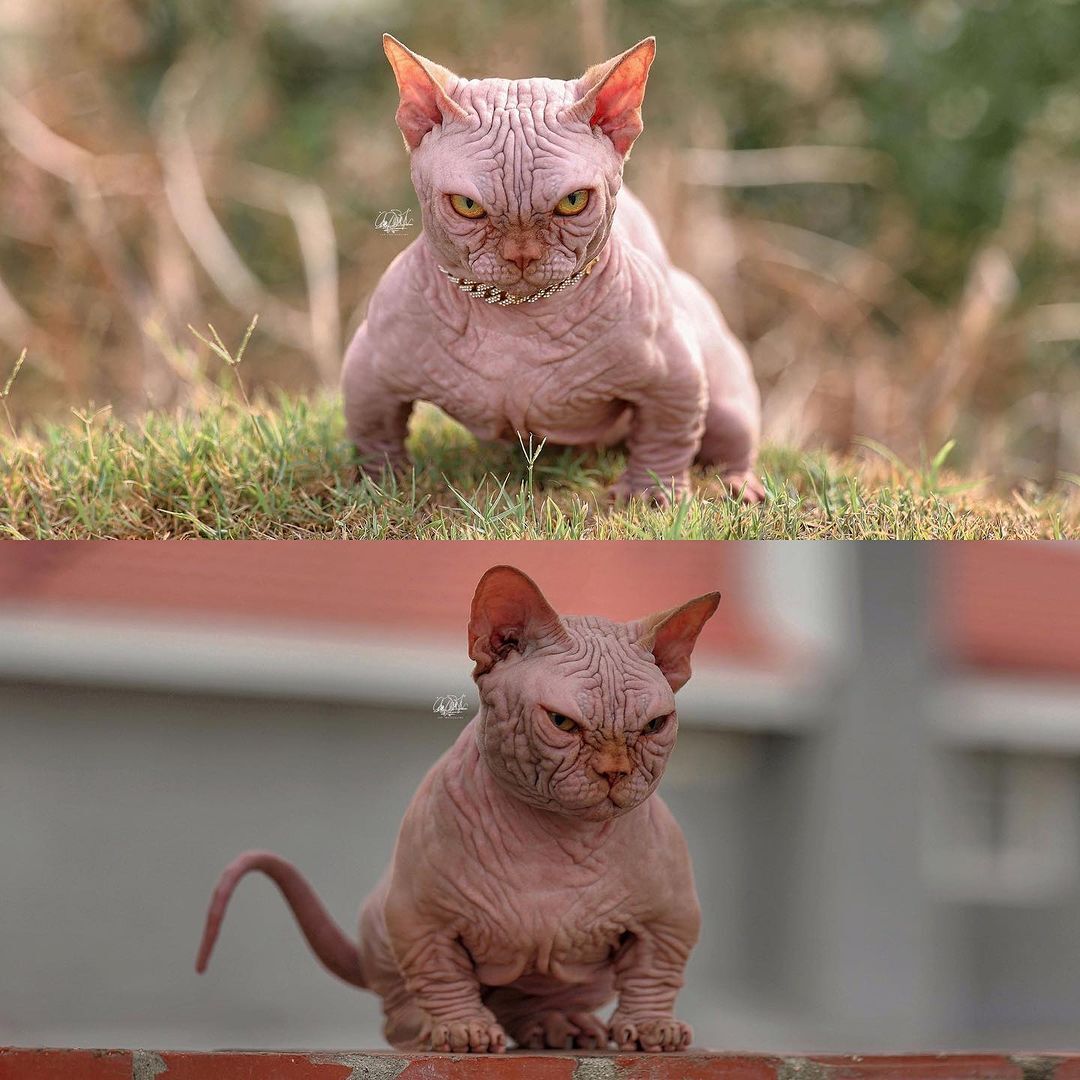 Short legs, no hair, and a scary look. Mutant cat breeding is a fashion in the UK: what are the dangers