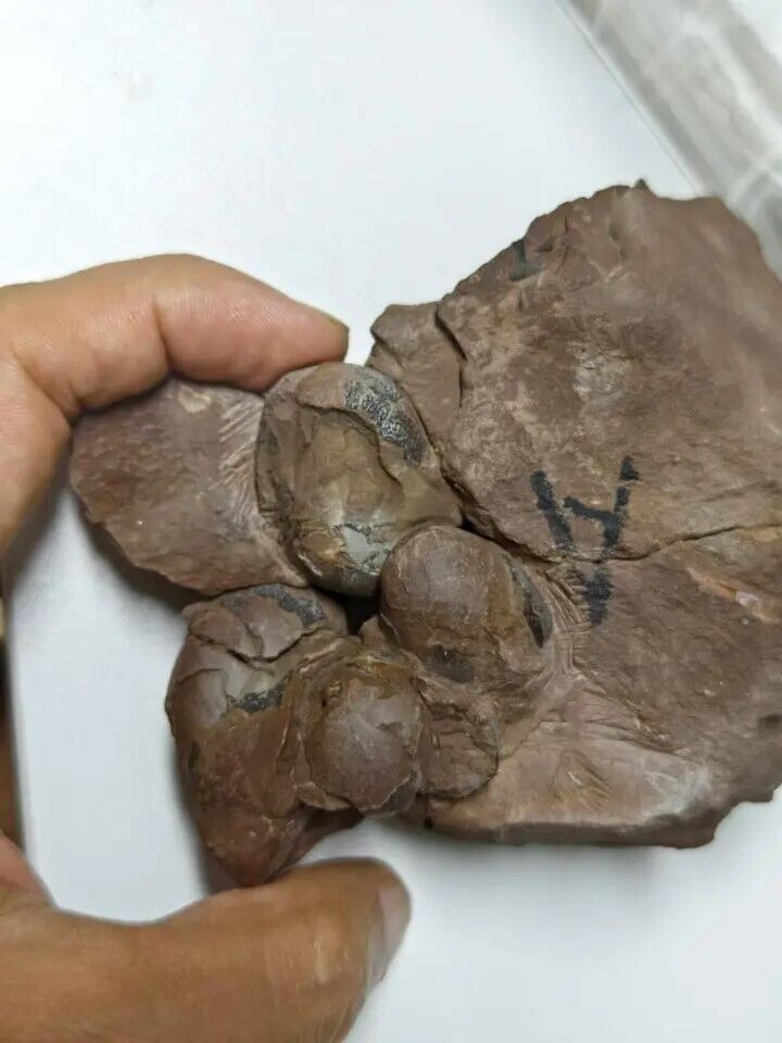 The world's smallest dinosaur egg was found in perfect condition after 80 million years. Photo