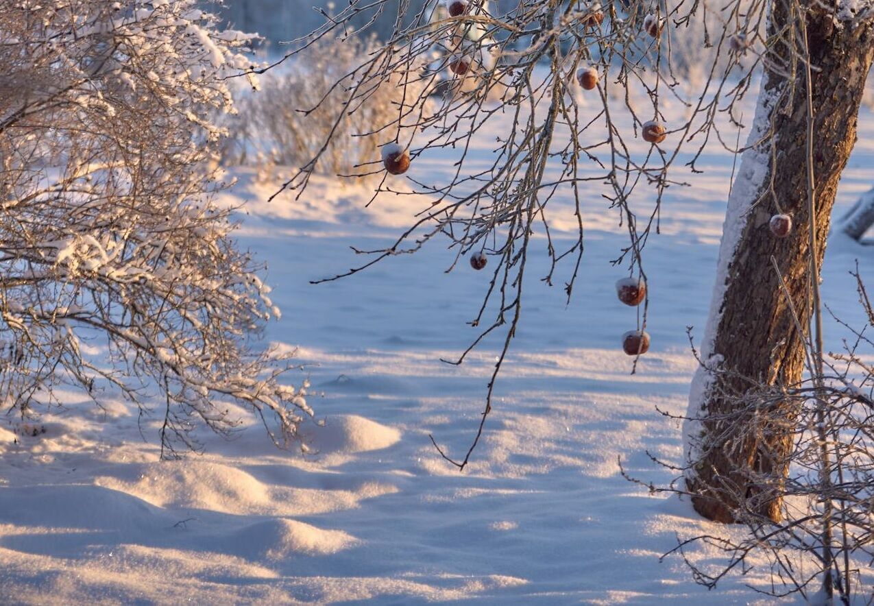 How to protect apple trees from rodents in winter: you should do one important thing already in November